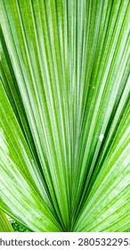 Vertical top down view of a vibrant green fan palm leaf texture with sharp linear ridges pattern.