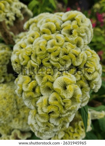 A vertical top view of a green cockscomb plant in a garden