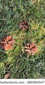 Vertical top view of three opened brown pine cones on green grass lawn with sunbeams