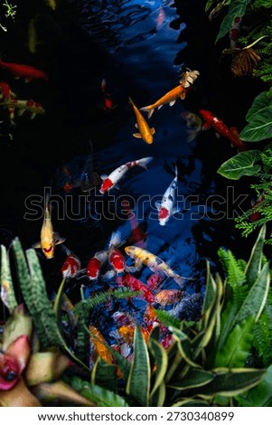 Vertical top-down view of koi fish swimming through dark water in a tropical pond surrounded by lush green plants. High-contrast natural composition featuring vibrant fish colors, reflective water, and a peaceful garden atmosphere.