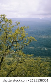 A vertical of a tree with a forest in the background.