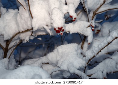 The vertical tree trunks of a dense winter forest stand covered with white stripes of snow and frost.