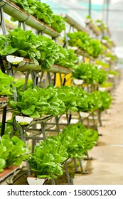 Vertical Urban Farming Technology In Singapore