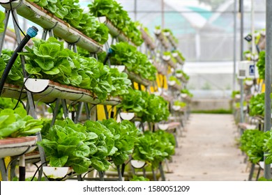 Vertical Urban Farming Technology In Singapore