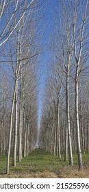 A Vertical Vanishing Point Shot Of A Grassy Lane Between Rows Of Leafless Trees