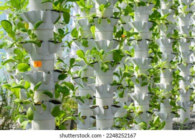 Vertical vegetable farming inside a green house - Shutterstock ID 2248252167