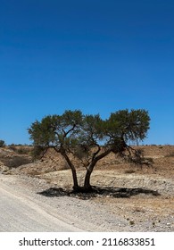 Vertical video. Acacia tree in African savannah. Desert landscape and lonely dried plant. Dirt road in savanna. Etosha national park in Namibia, south Africa.