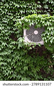 Vertical view of an air conditioning system unit overgrown with green climbing plants
