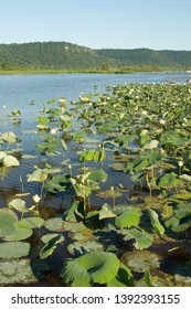 A Vertical View Of A Bed Of American Lotus In The Upper Mississippi River Blufflands