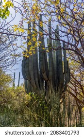 Vertical View Of A Cactus Inside Oaxaca Botanical Garden, Mexico