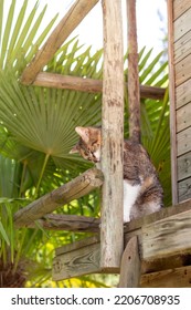 Vertical View Of Cat Afraid Hidding From Humans Behind Of Wood In The Garden