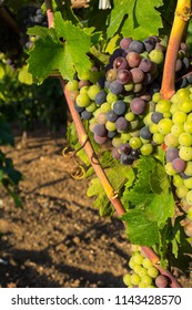 Vertical View of Close Up of Not Fully Mature Grapes in Plantati