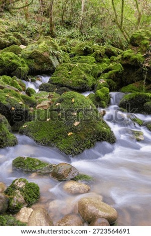 Vertical view a deep forest with a stream of water flows over mossy rocks. The water is clear and the rocks are grey.