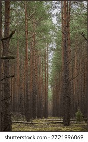 Vertical view of a dense pine forest with tall, straight tree trunks reaching towards the sky. A natural woodland landscape featuring a mossy forest floor and fallen branches in a serene setting.
