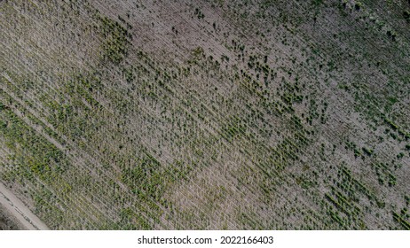 Vertical view down on a field of sunflowers in Tatarstan, Russia. Farm fields during a drought.