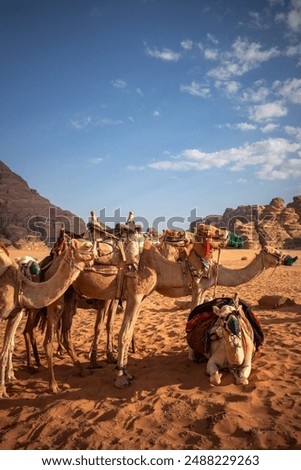 Vertical View of Dromedary Camel during Sunny Afternoon in Southern Jordan. Wadi Rum Desert Animals with Sandy Surface in the Middle East.