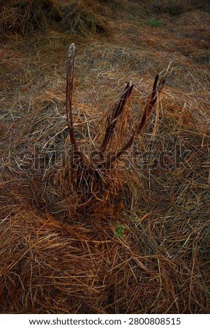 Vertical view of dry straw grass and dead plant stems in agricultural field. Brown dried grass texture with three upright wooden branches.