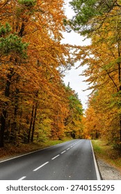 Vertical view of an empty two-lane road surrounded by dense autumn forest with bright yellow and orange leaves. Symmetrical perspective and peaceful fall atmosphere.