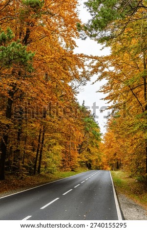 Vertical view of an empty two-lane road surrounded by dense autumn forest with bright yellow and orange leaves. Symmetrical perspective and peaceful fall atmosphere.