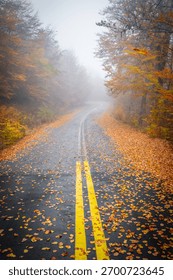 Vertical View of an Empty, Wet Winding Road Lined with Golden Leaves and Surrounded by Heavy Fog in the Pindos Mountains, Greece