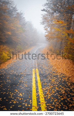 Vertical View of an Empty, Wet Winding Road Lined with Golden Leaves and Surrounded by Heavy Fog in the Pindos Mountains, Greece
