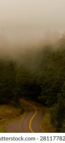 Vertical view of an empty winding asphalt road disappearing into a dense, foggy evergreen forest in the Pacific Northwest.