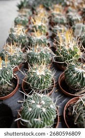 Vertical view of ferocactus cacti with yellow spines in small pots, arranged in rows in greenhouse light. Suitable for ecommerce, banner, background, or print.