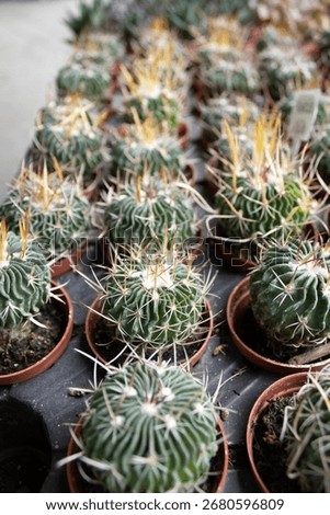 Vertical view of ferocactus cacti with yellow spines in small pots, arranged in rows in greenhouse light. Suitable for ecommerce, banner, background, or print.