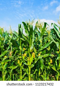 vertical view of the field of growing corn crops 