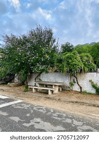 Vertical view of flowering trees and rustic stone picnic table on the Camino Portugués da Costa