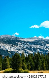 Vertical view of a green pine forest with rocky mountain range under a clear blue sky.