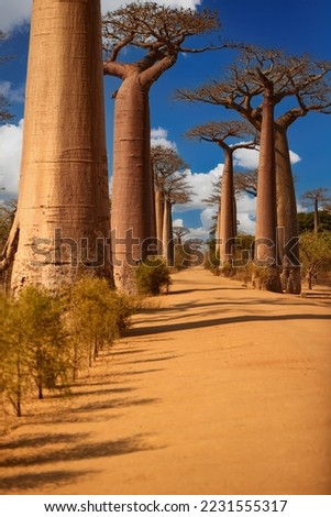 Vertical view of Huge Baobab alley against blue sky. Avenue of the baobabs in Madagascar. Traveling Madagascar theme. 