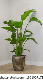 Vertical View Of An Indoor Plant Called Strelitzia Reginae Or Bird Of Paradise