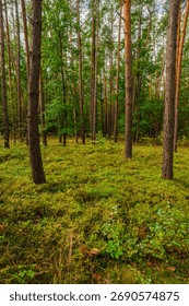 Vertical view into a dense mixed forest with numerous tall pine trunks and patches of green deciduous trees, the ground completely covered in a rich, vibrant yellow-green carpet of moss and low shrubb