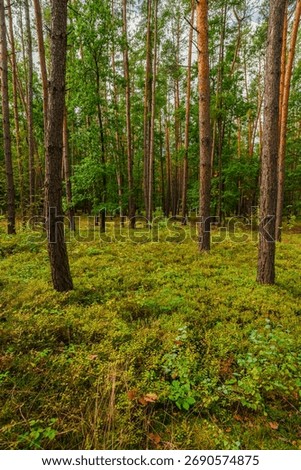 Vertical view into a dense mixed forest with numerous tall pine trunks and patches of green deciduous trees, the ground completely covered in a rich, vibrant yellow-green carpet of moss and low shrubb