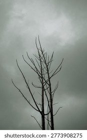 Vertical View of Leafless Tree Under Dark Storm Clouds Before Rain