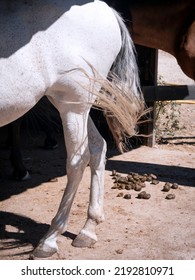 Vertical View Of Legs And Hooves Of White Horse And Horse Dung In The Background.