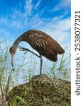 The vertical view of a Limpkin perching on the rock under the blue sky