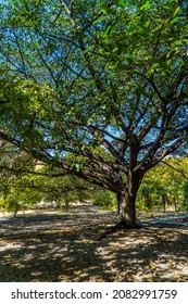 Vertical View Of Oaxacan Trees And Vegetation Inside The Botanical Garden In Oaxaca, Mexico