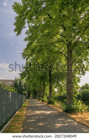 Vertical view of a paved footpath along tree alley and fence in suburban area in Germany
