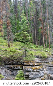 Vertical View Of The Rim With Various Bedrock Layers Of Maligne Canyon, AB, Canada,  A Slot Canyon In Jasper National Park Near Jasper Which Has Eroded Out Of The Palliser Formation