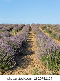 Vertical view of a rural path running between rows of blooming lavender plants on a sunny summer day, forming strong perspective and natural leading lines.

