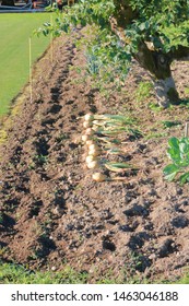 Vertical view of a small backyard garden and onions that have been harvested and set on the soil. 