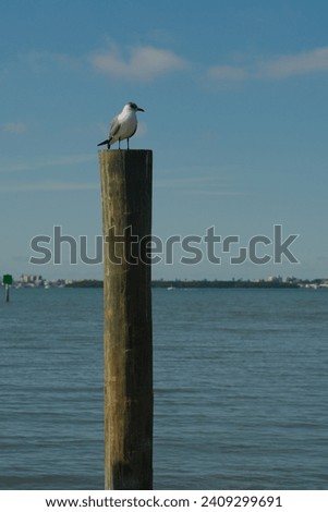 Vertical view Small Seagull bird perched on wood piling on bayside at Jungle Prada de Narvaez Park looking west in St. Petersburg ,FL on a sunny day. Blue sky and calm water.
