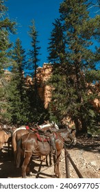 Vertical view of a stable of horses on a guided tour in the desert of Southern Utah surrounded by tall skinny trees with a large sandstone hoodoo formation in the background on a sunny summer day
