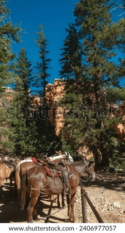 Vertical view of a stable of horses on a guided tour in the desert of Southern Utah surrounded by tall skinny trees with a large sandstone hoodoo formation in the background on a sunny summer day