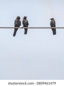 Vertical view of three house crows perched on an electrical wire against clear sky