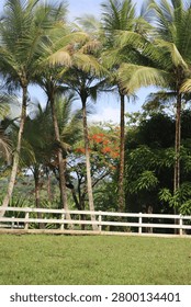 Vertical view of towering palm trees and vibrant red poinciana blossoms standing behind a white rustic fence on a manicured green lawn in the tropical countryside of Puerto Rico.