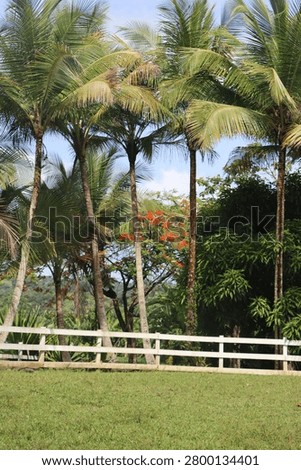 Vertical view of towering palm trees and vibrant red poinciana blossoms standing behind a white rustic fence on a manicured green lawn in the tropical countryside of Puerto Rico.