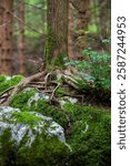 A vertical view of the tree roots growing over moss-covered rocks in a lush forest at the daytime with blur background